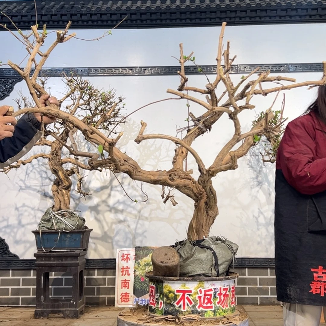 无花朵金银花55588888888