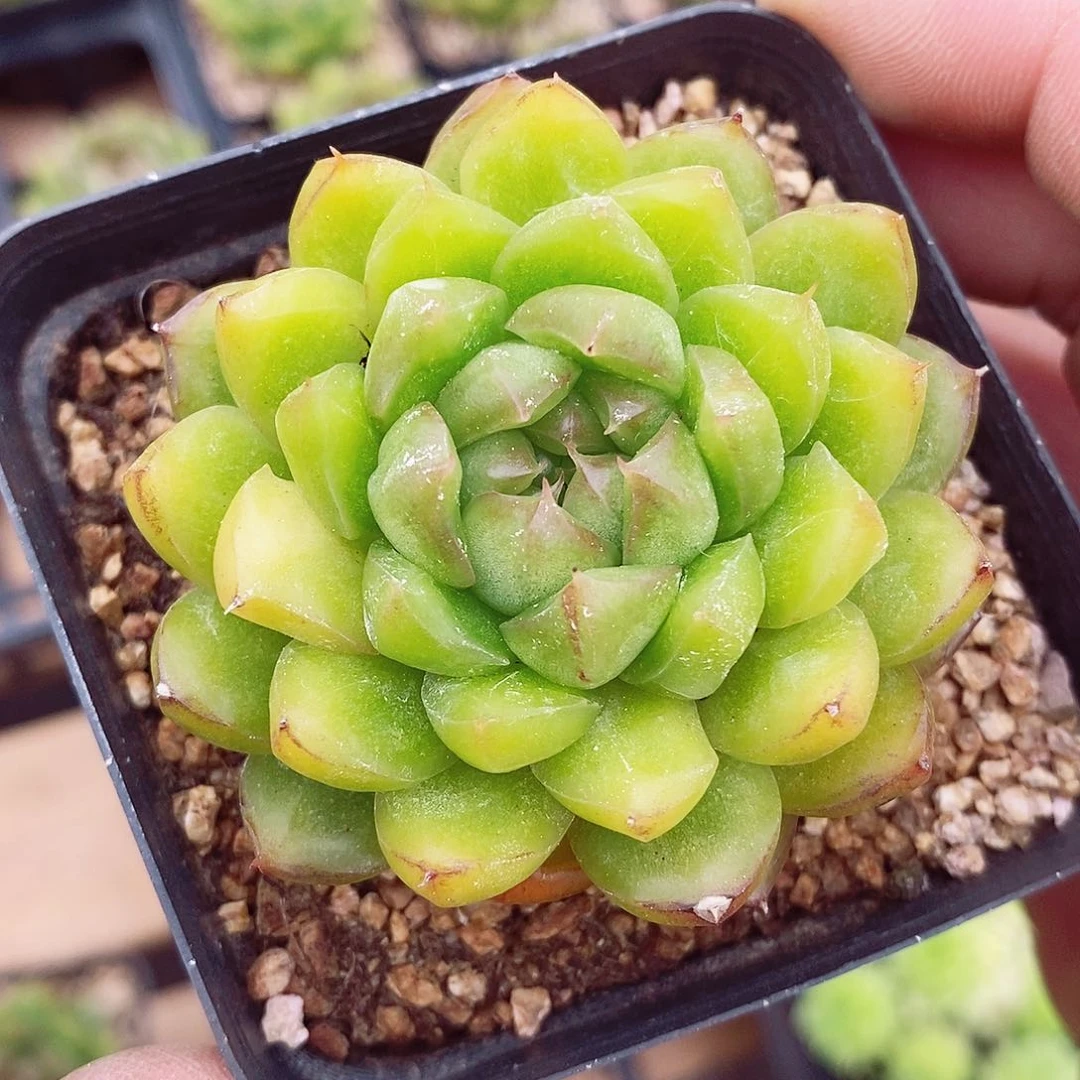 糖果珍妮6cm多肉植物