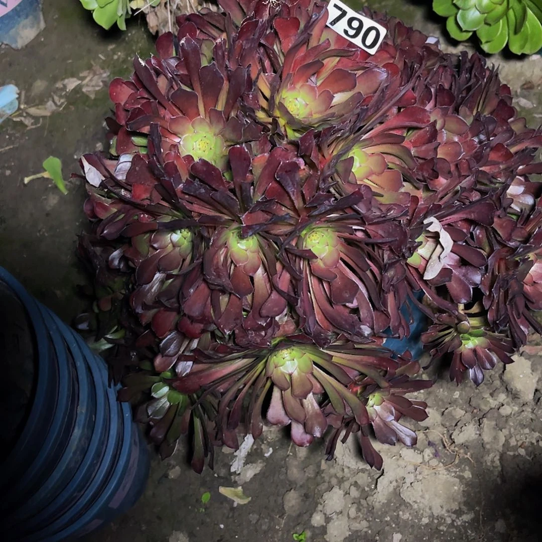 法师法师13-42包邮法师