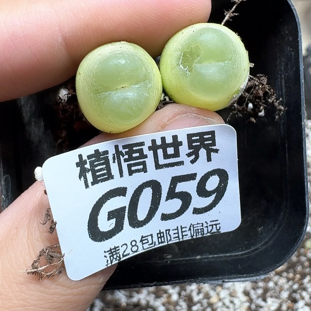 多肉植物的人生fhh