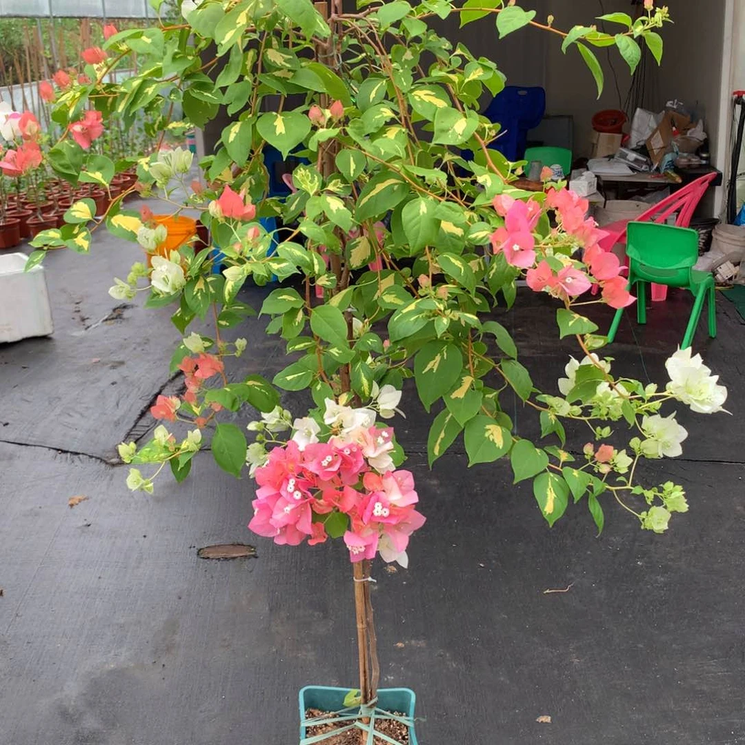 【闪购商品】完全开放