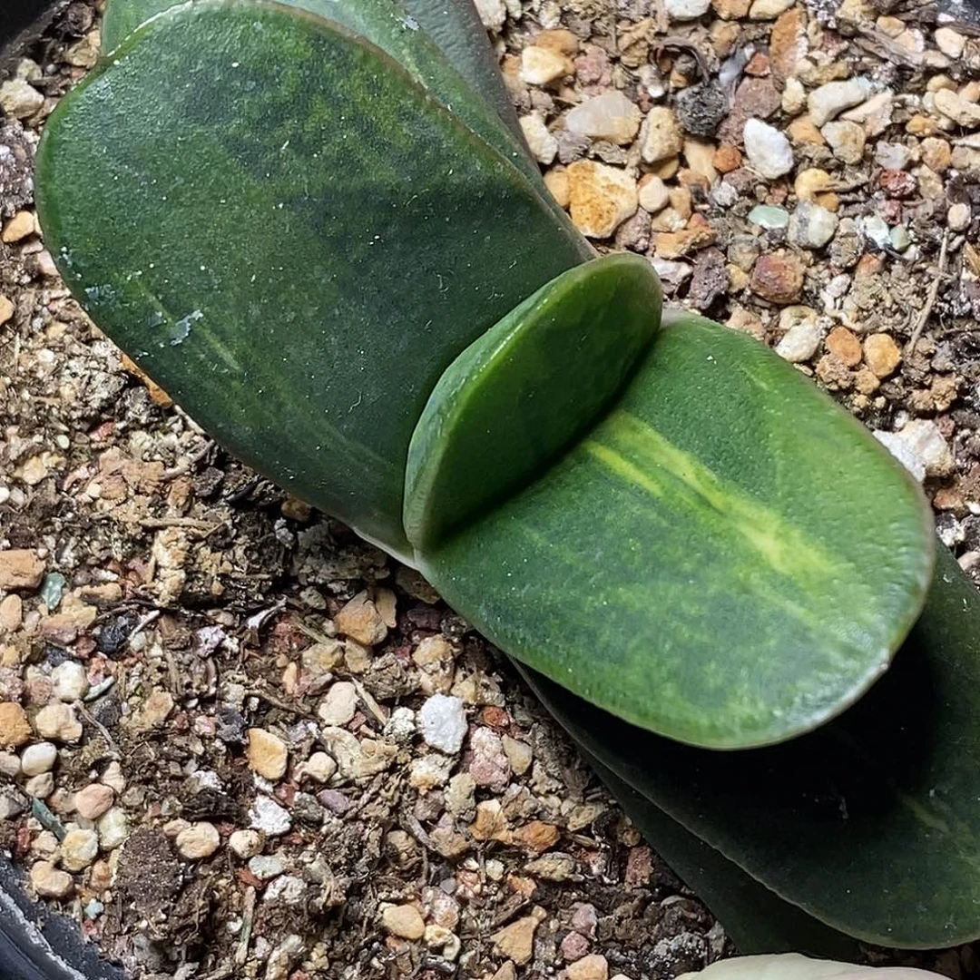 联***料不带盆脱土裸根发货