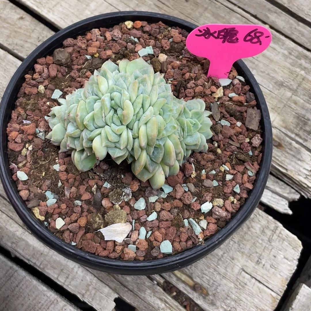 朵朵缀9头，实生冰魄缀化