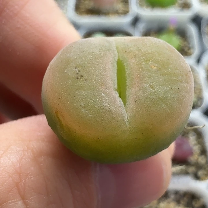 老马生石花o泡2539
