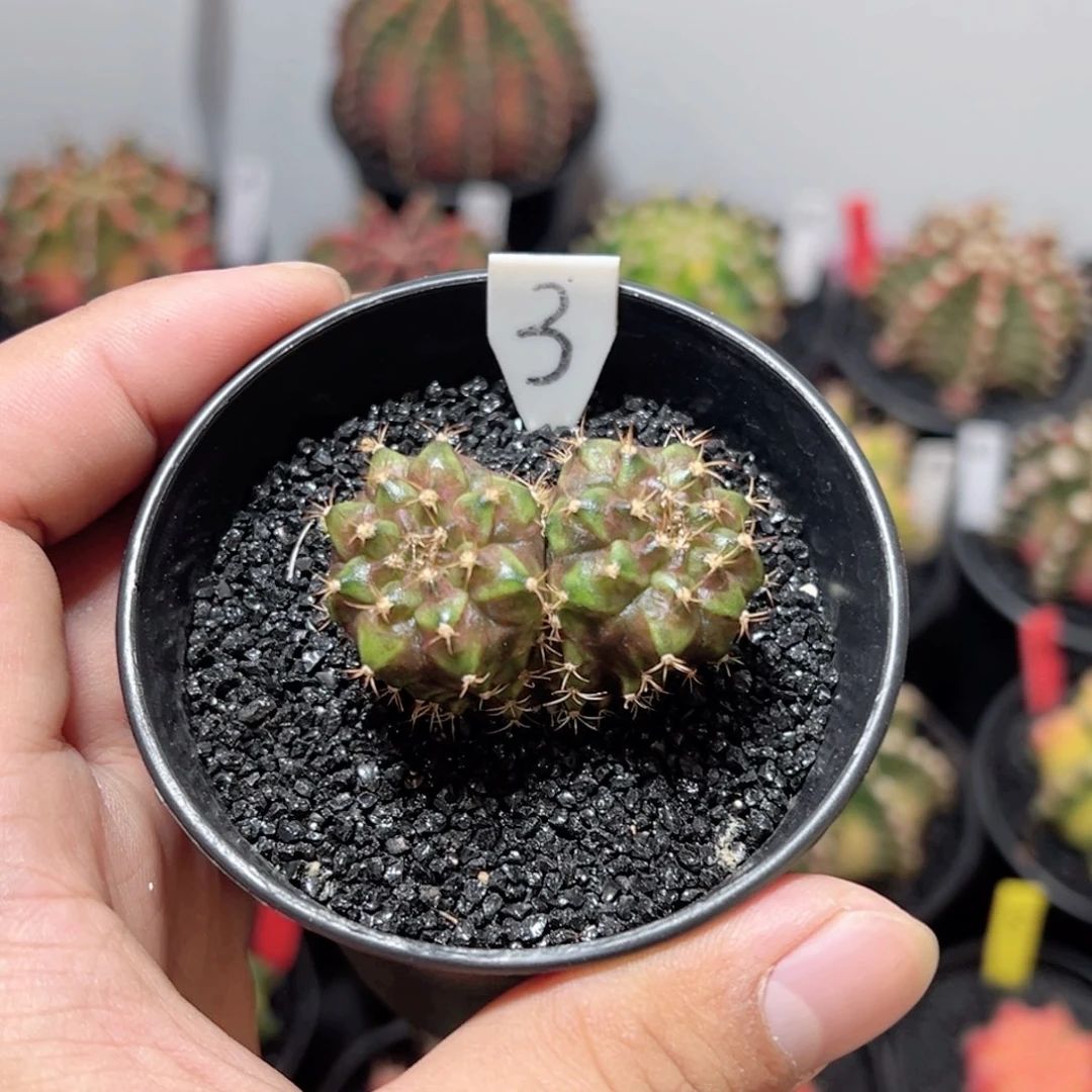 双头海神——（端午福利）