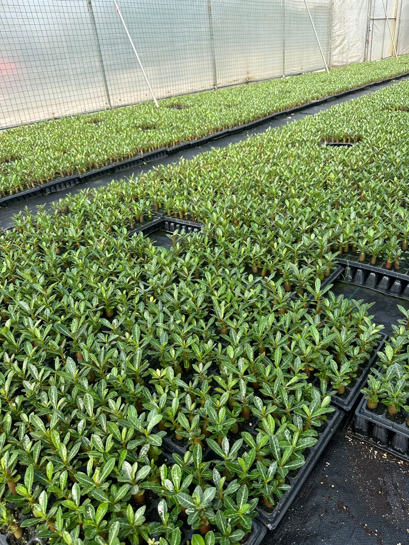 重瓣沙漠玫瑰小苗好养易活懒人植物四季开花