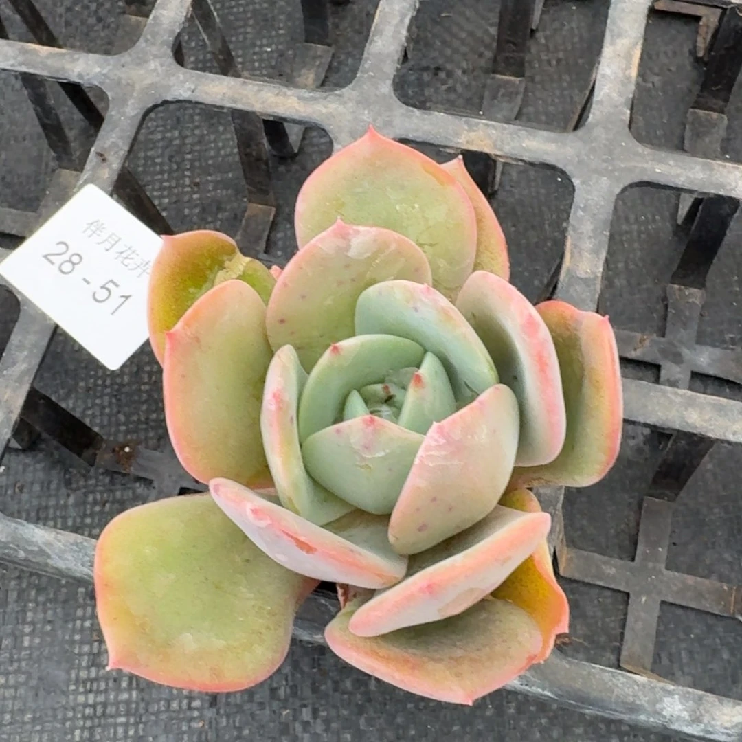 白凤罗密欧杂交一颗量拍28-51