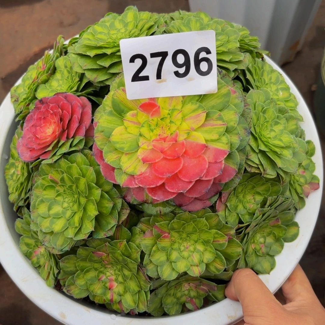 *****2796多肉植物知否特价