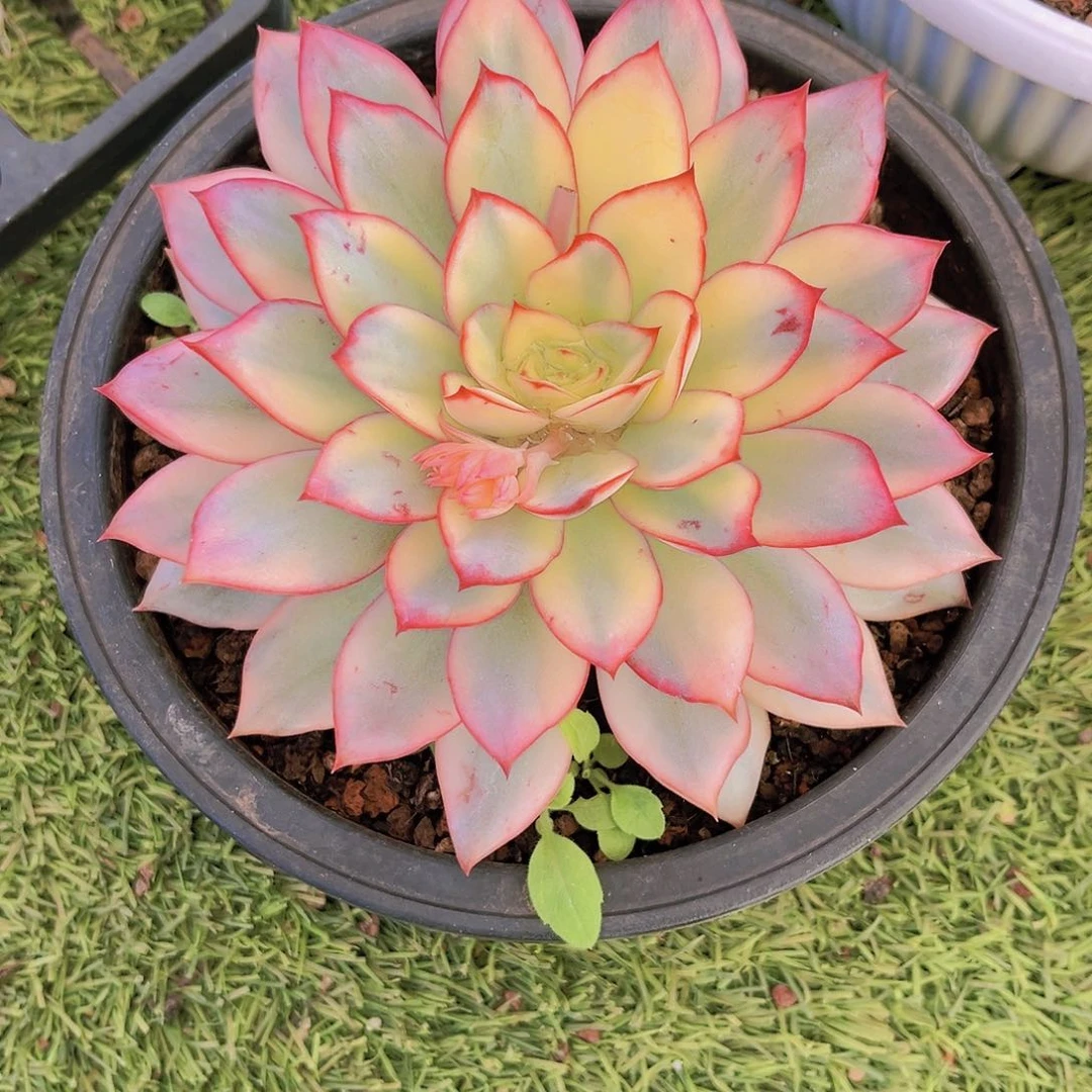 女神锦15公分098888888