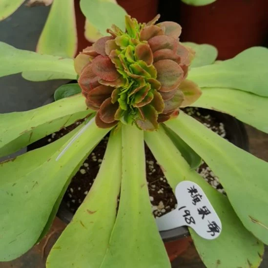 糖果锦缀化带砧木发货