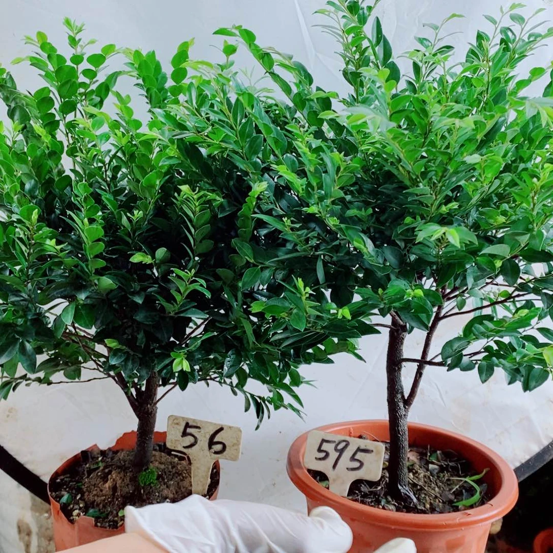 气***河无花朵紫檀盆景56，595