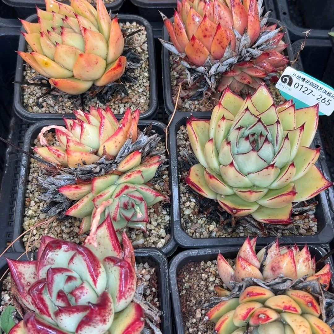 多肉一物一拍0127-265