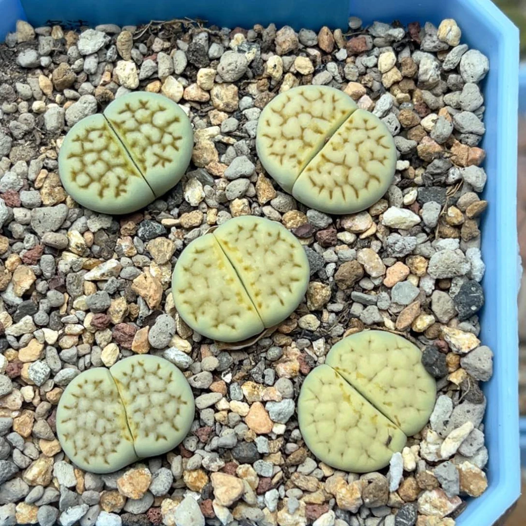 5507青柠五颗。