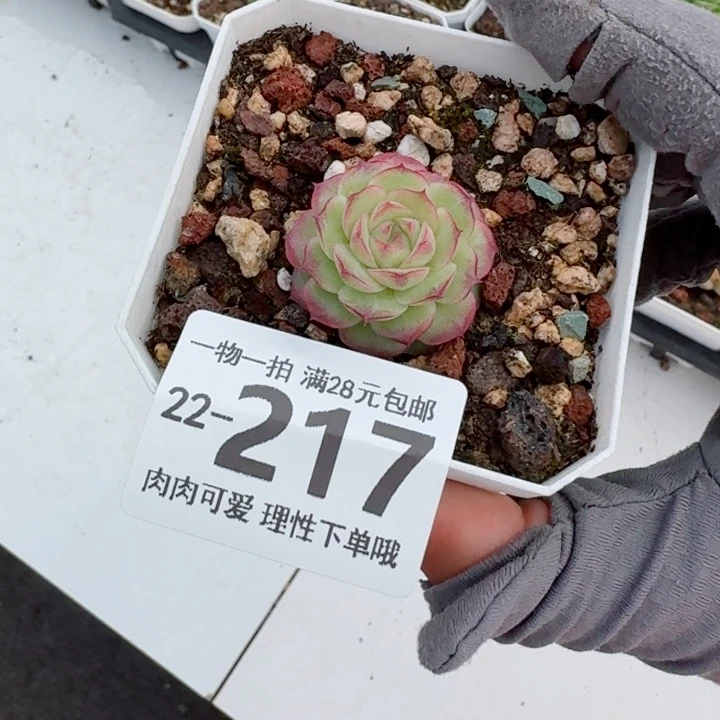 女王无盆土发货无盆土发货