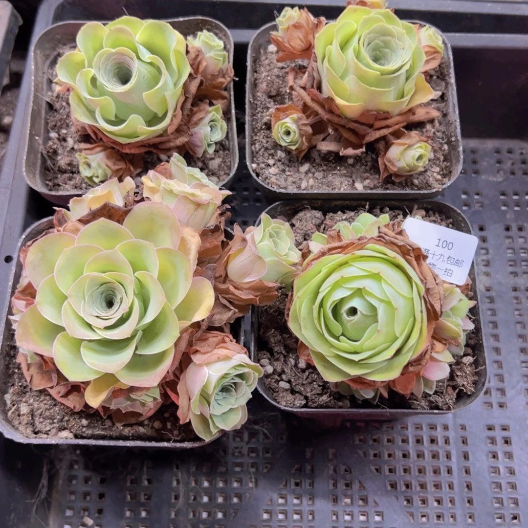 100 侧牙掉啦不包损无售后