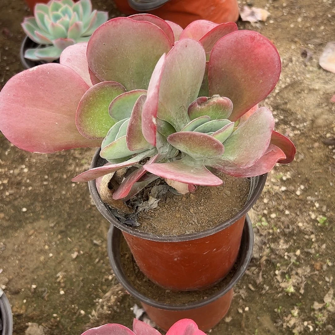 多肉植物有砍唐寅