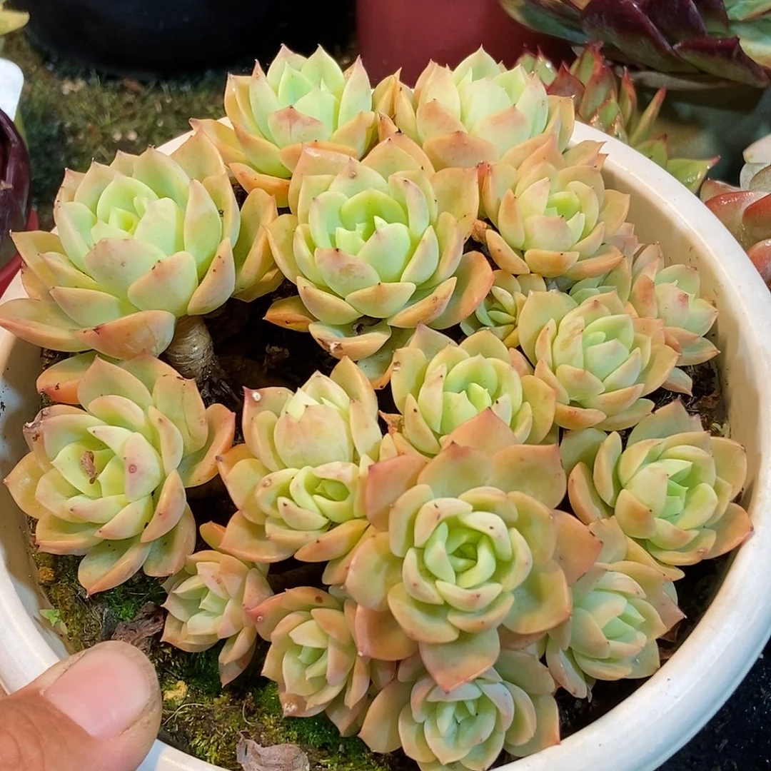 哈密瓜多肉的时候我也