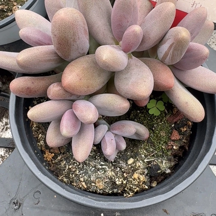 糖果美人631多肉植物一物一拍