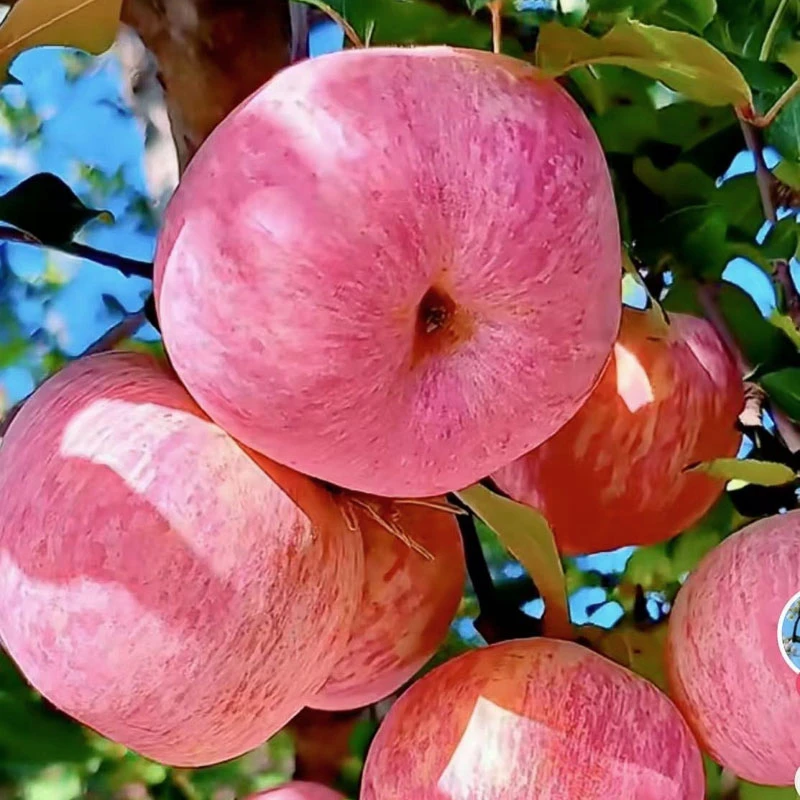 烟台栖霞苹果 正宗山东烟台红富士 脆甜多汁皮薄肉厚汁水多