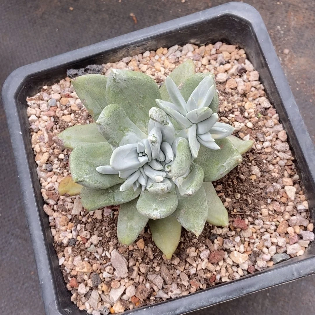 帕翠莎多肉植物啦啦啦