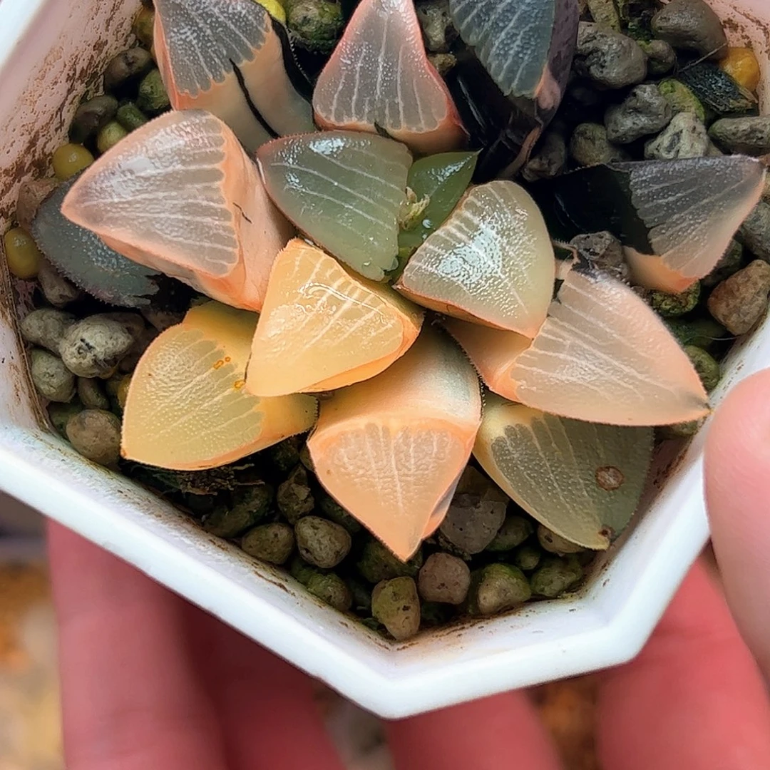 糊斑和田克锦十二卷多肉