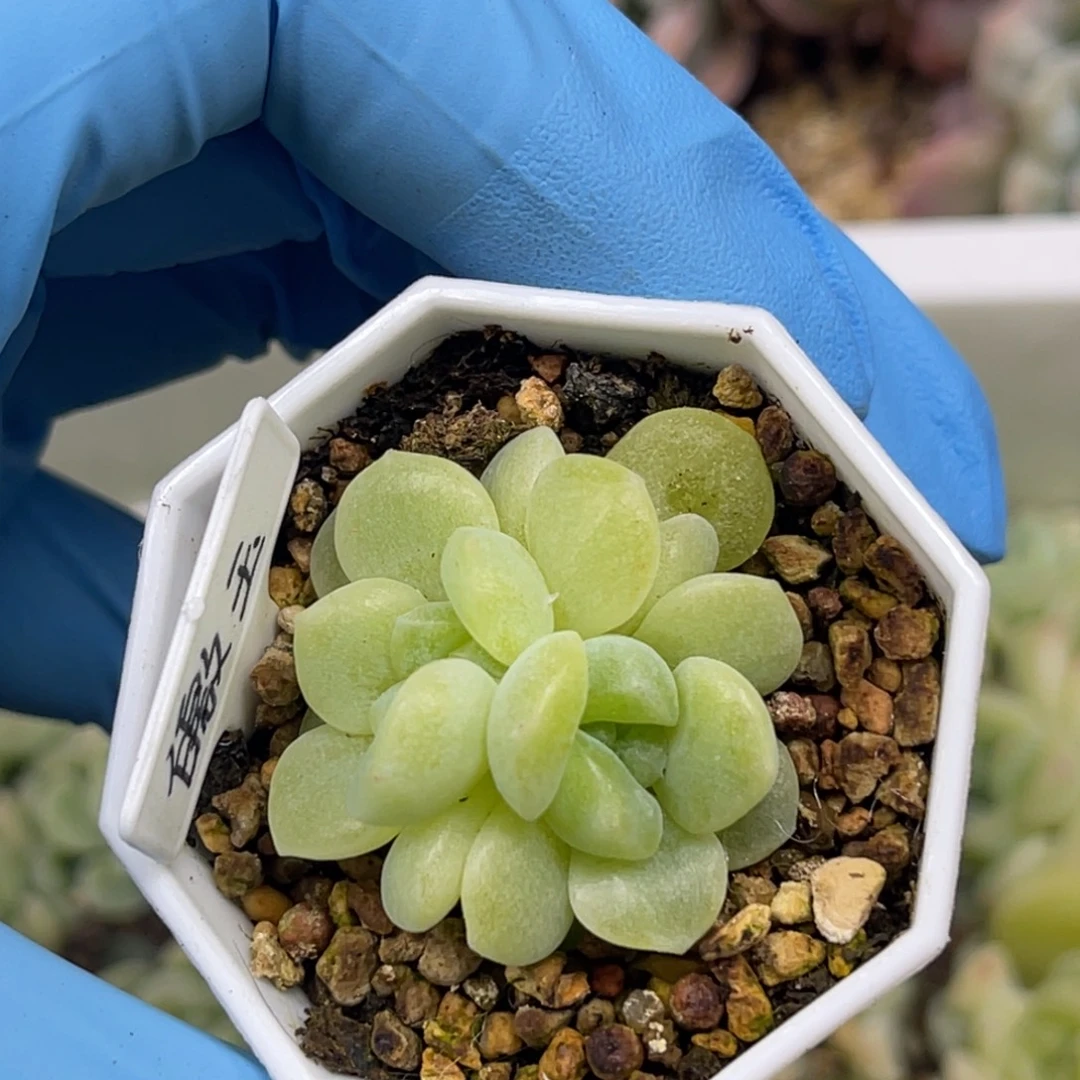 皦玉 双头 叶插苗 多肉植物