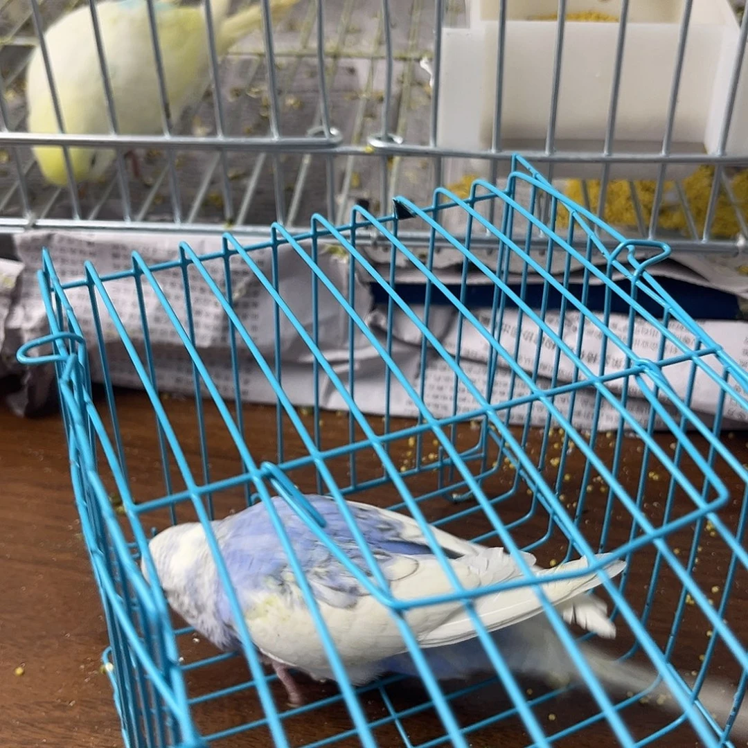 虎皮鹦鹉金彩鹦鹉