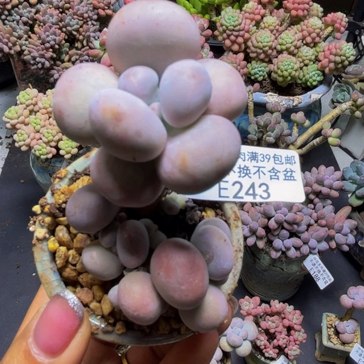 芭比奶酪243/5cm多肉