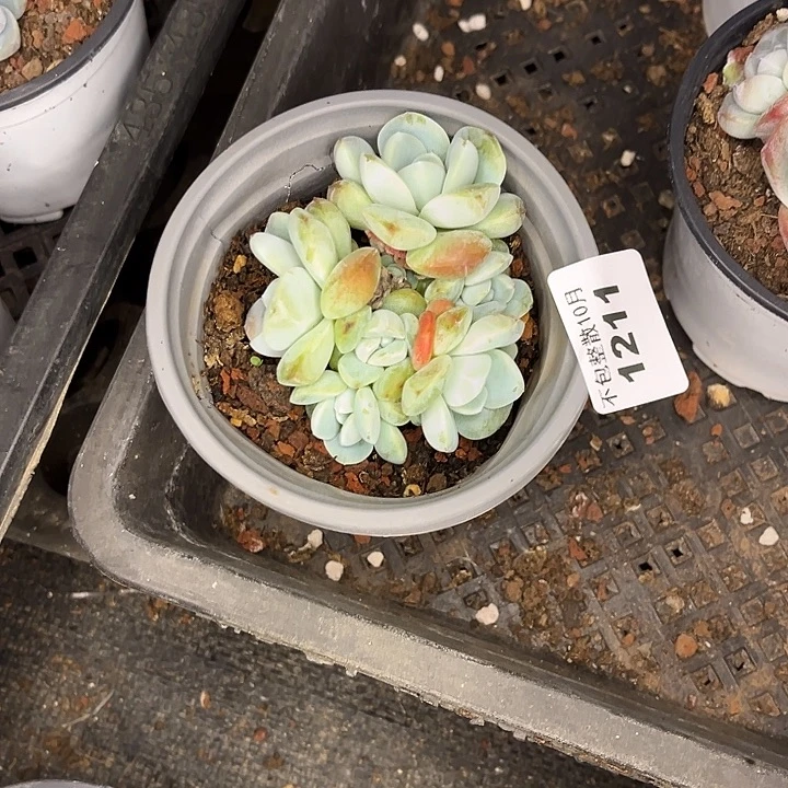 阿雅园艺。         1211