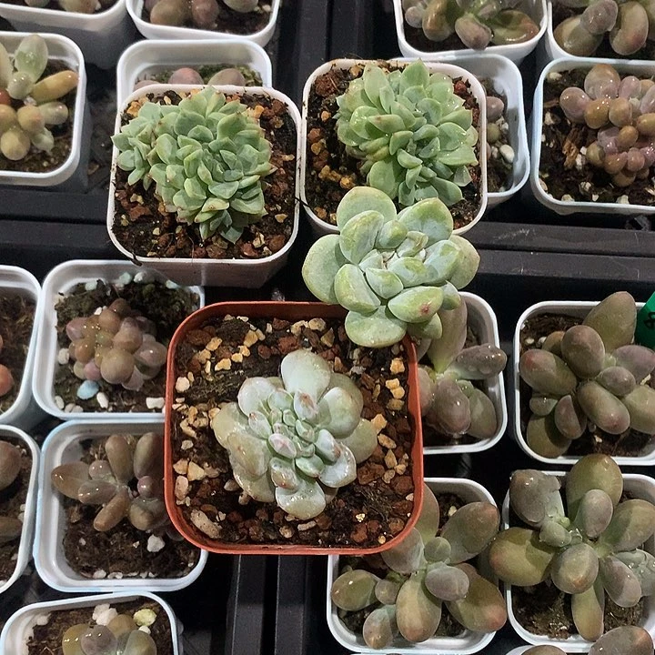 多肉植物一物一拍