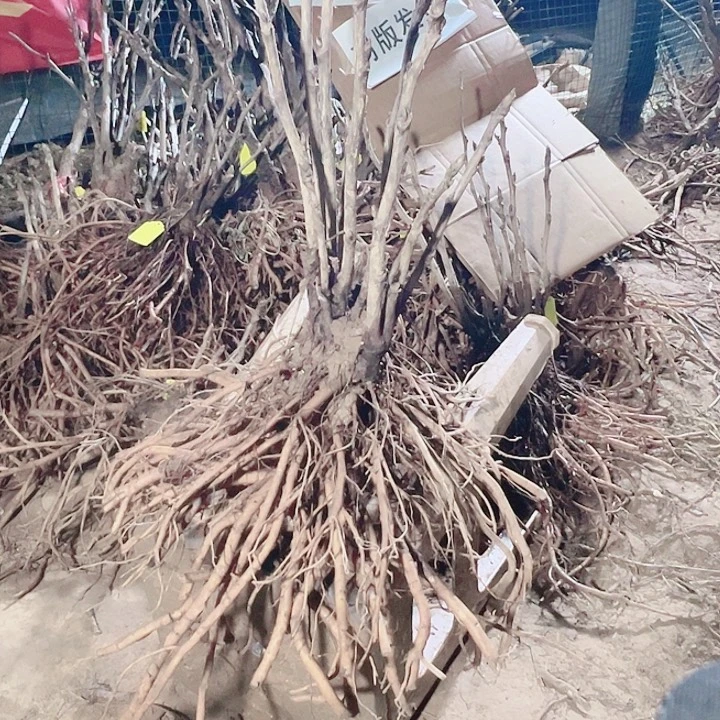 当前无花栽培后可以开花珊瑚台