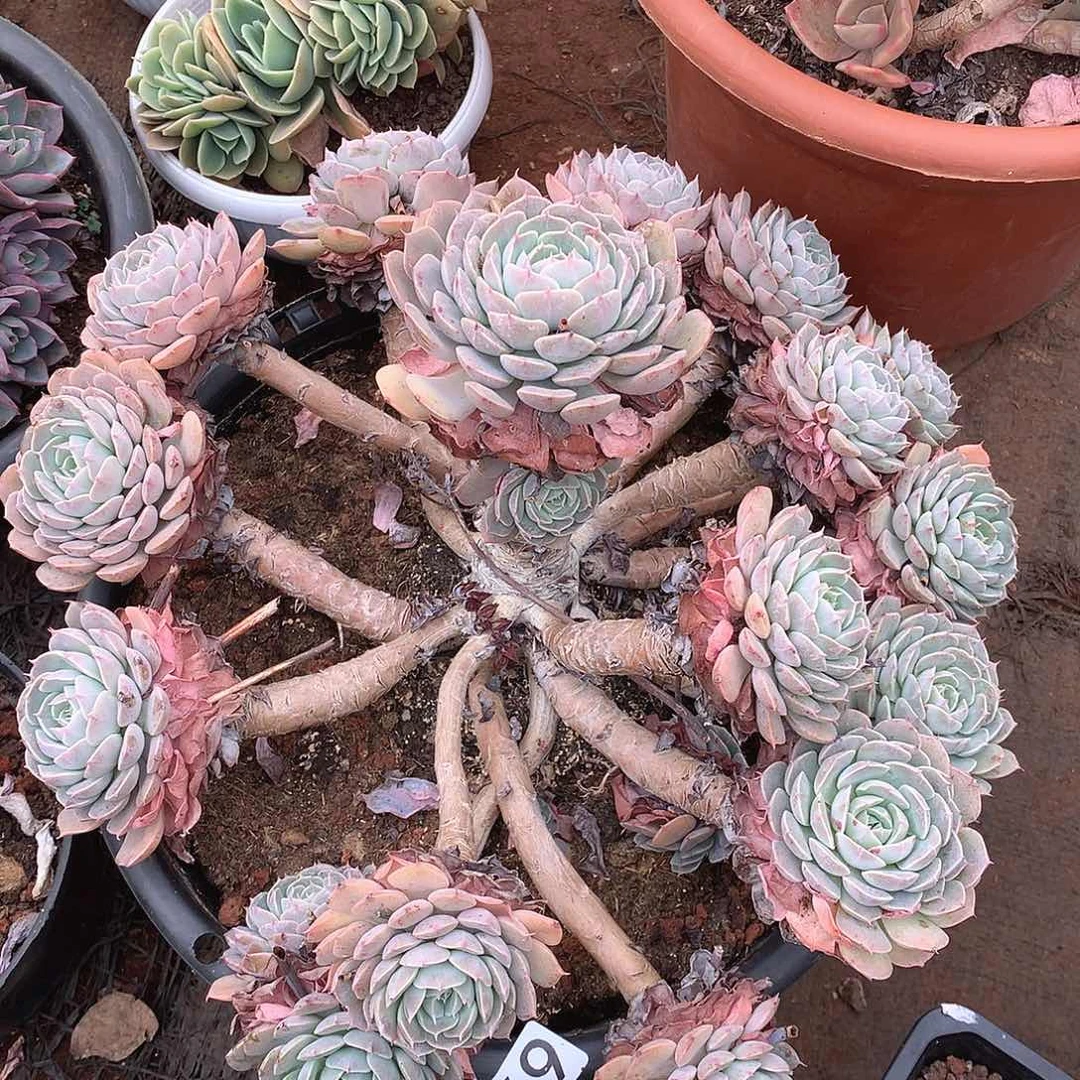 691天赐一物一拍多肉