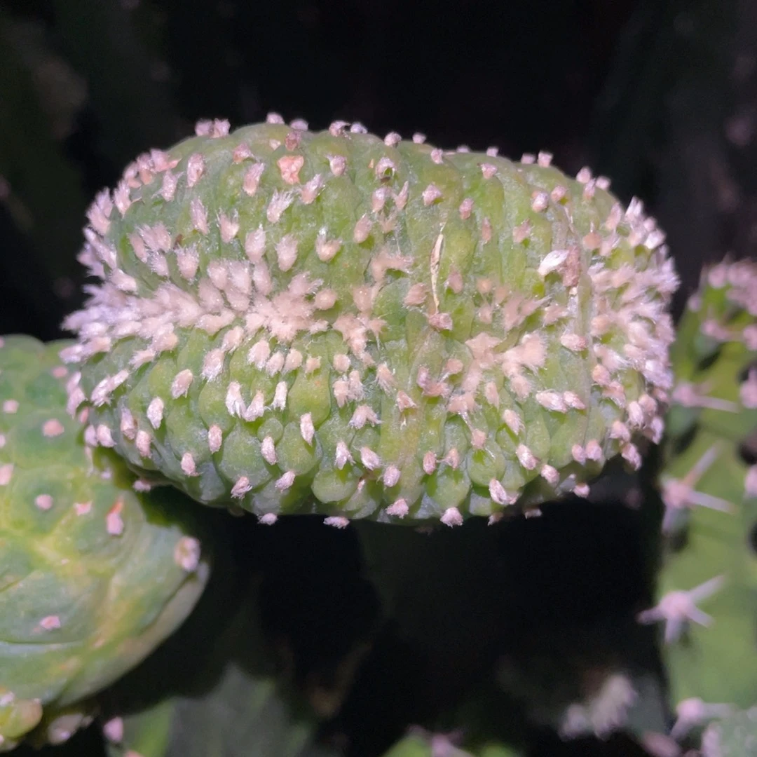 犹银缀化体 仙人球