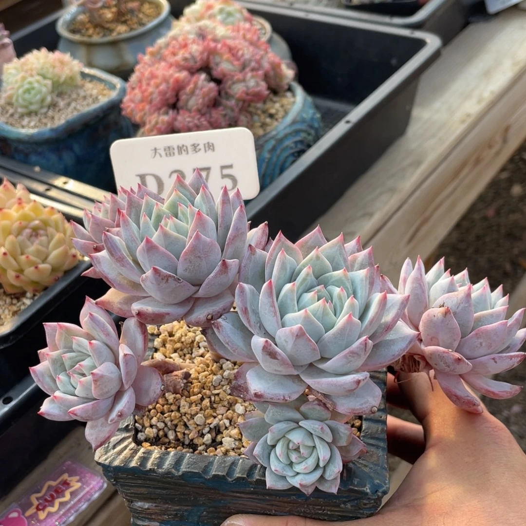 275粉蓝鸟不带盆16厘米