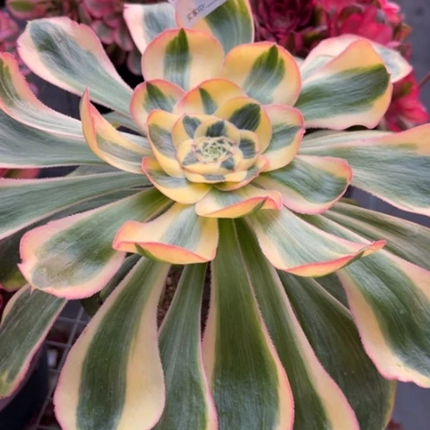 983王多肉30厘米左右