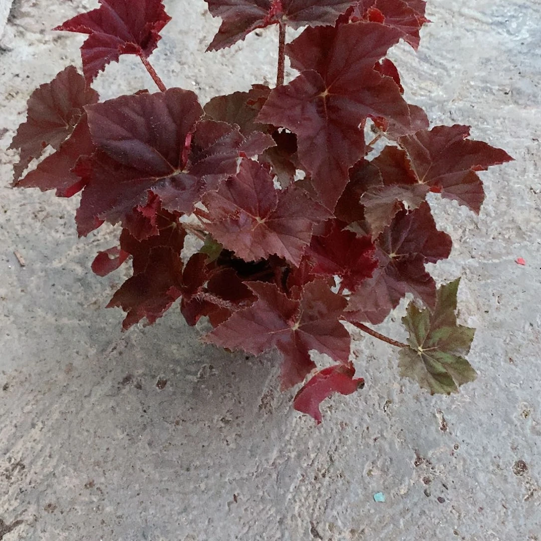 无花朵肖*鬼灯丸623