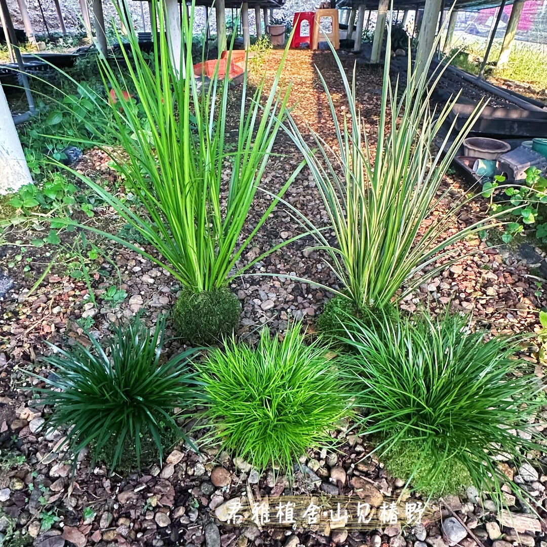 君雅苔藓球菖蒲《金钱/虎须/黄金姬/胧月/金凤凰》水培菖蒲室内好养