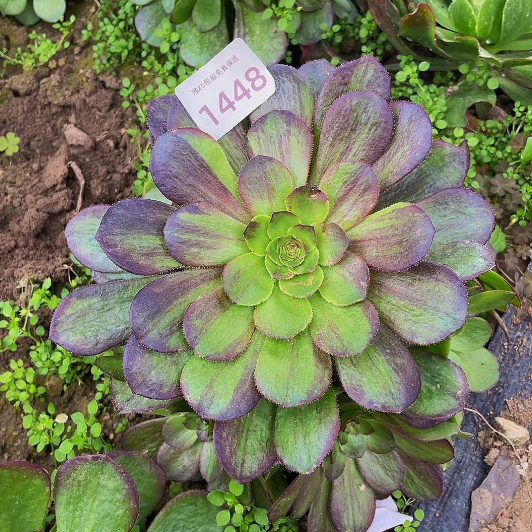 1448花月夜多肉植物