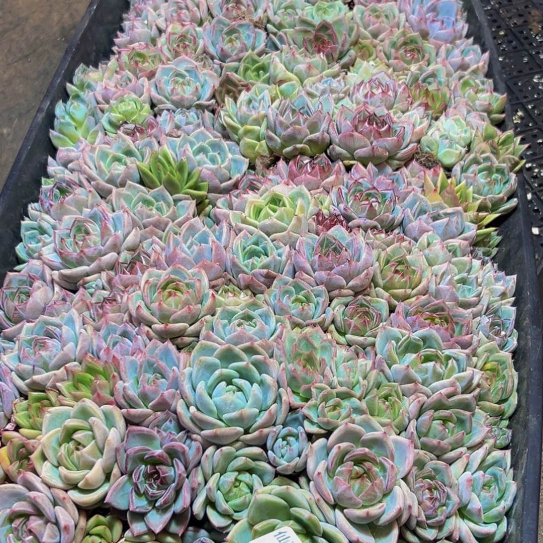 壹***动825多肉的小龙虾都是我