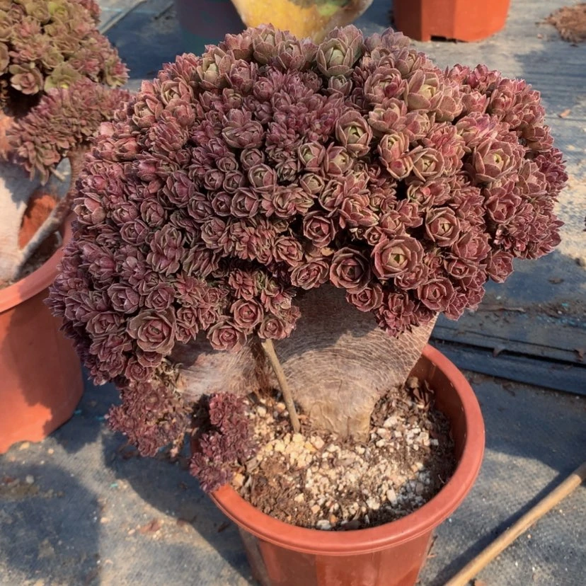 【闪购商品】瑕疵099