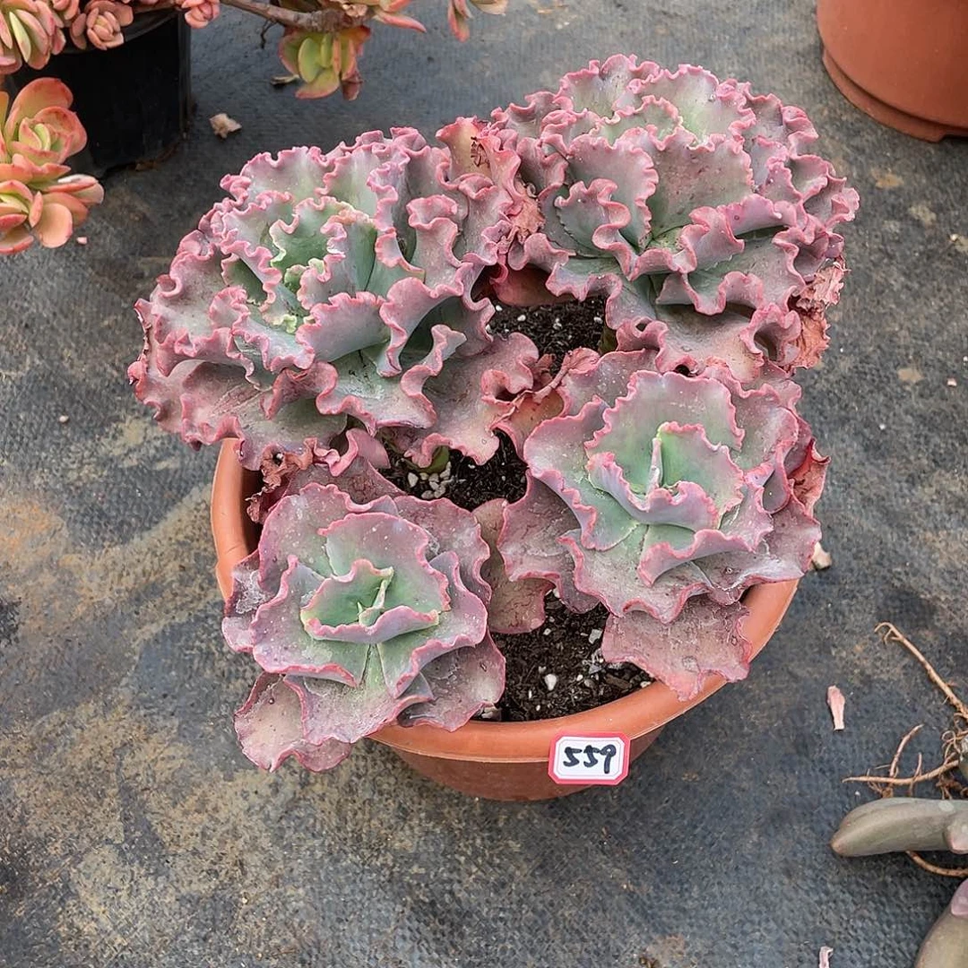 559女王 一物一拍多肉