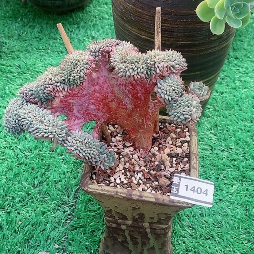 【闪购商品】白胖子缀1404