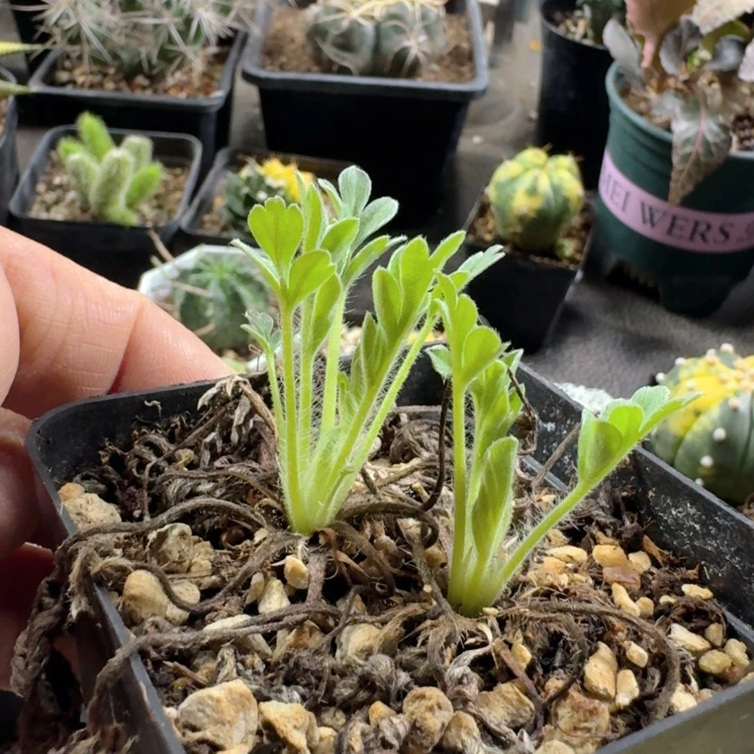 840红花洋葵带盆发货