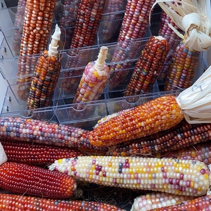 蒋****大叶紫檀（黑酸枝木类）