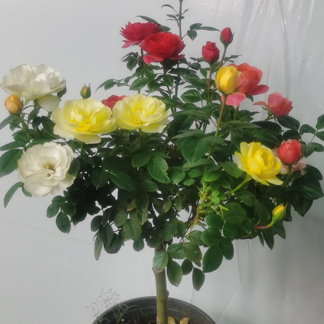 顺丰发货一物一拍 独杆月季花苗