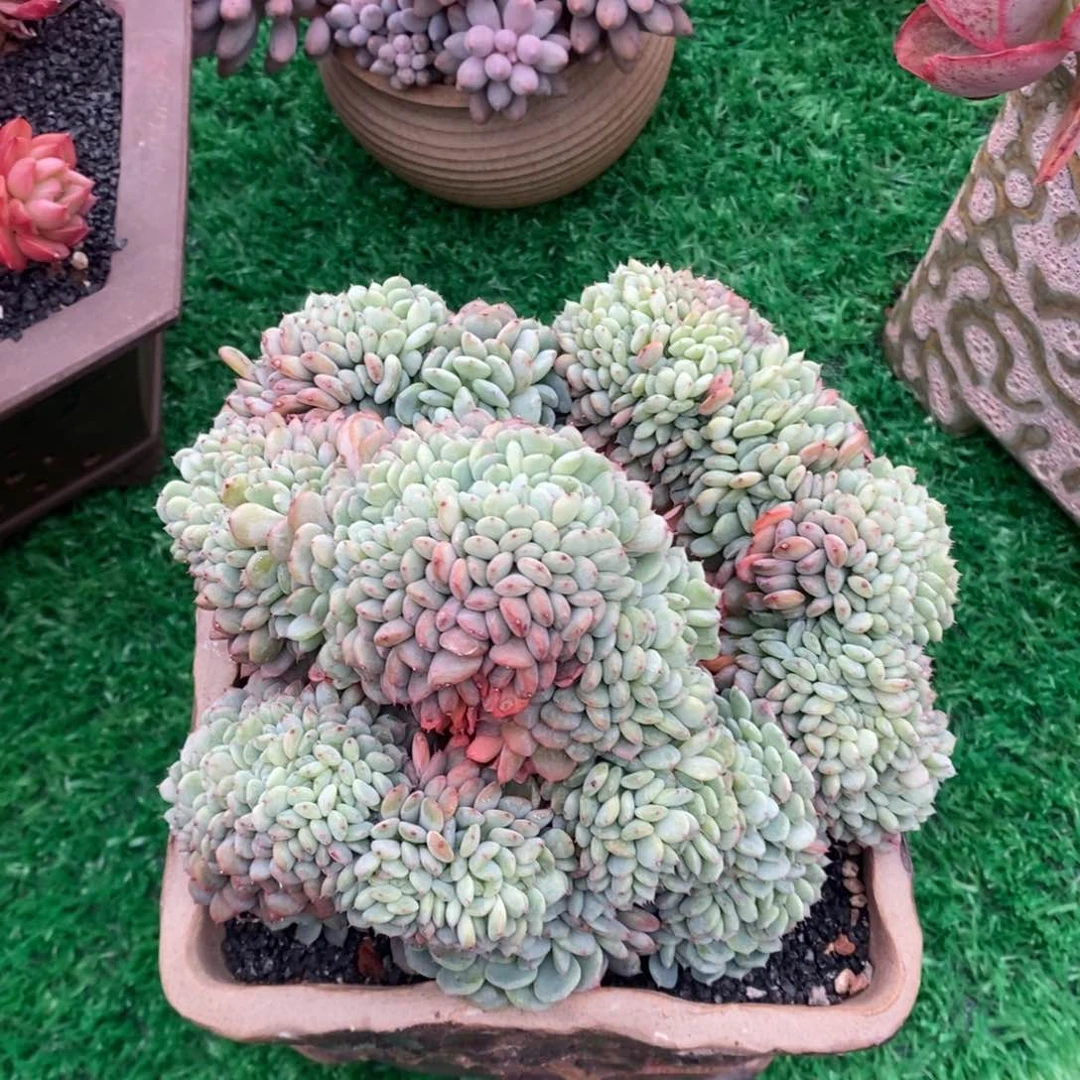 海***宝海绵大宝宝白胖子缀多肉