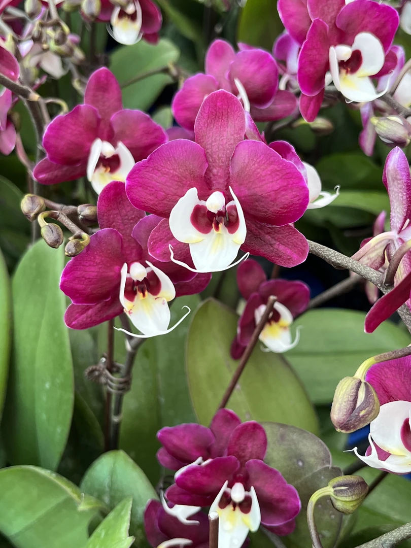 A10【团圆】高端蝴蝶兰室内花卉