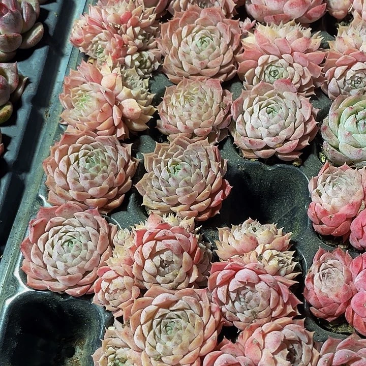 小朱砂痣1元带土发