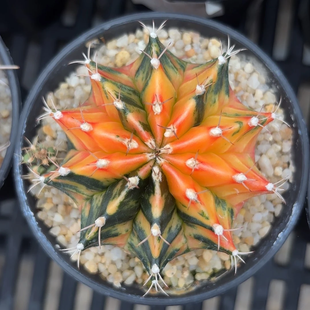 Z821-1117泰国米哈