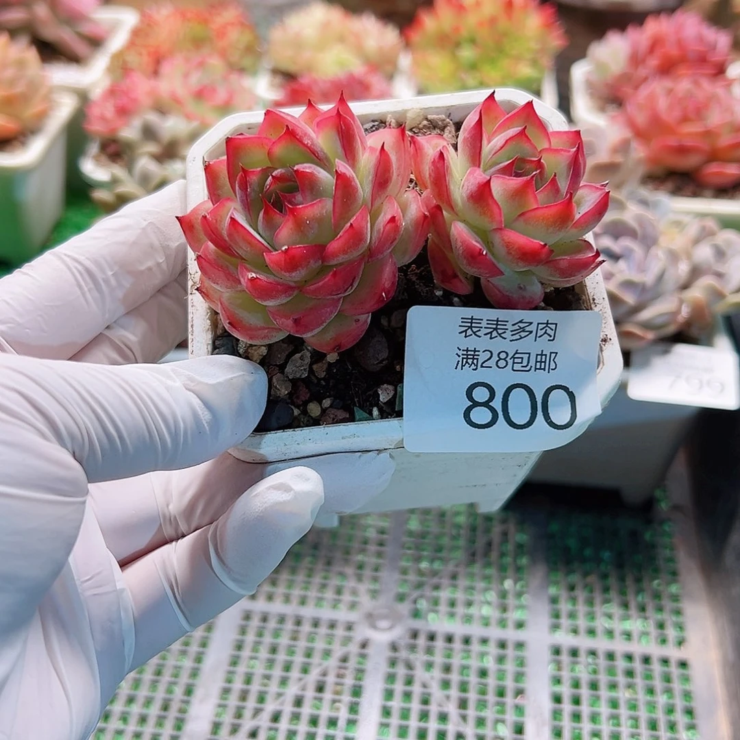 1***翁多肉一物一拍植物800